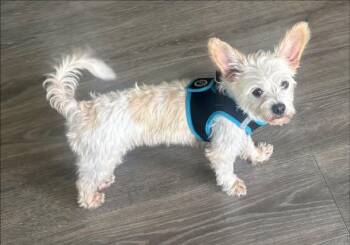 Kline -  Terrier Dog for Adoption in Matthews, North Carolina - Kline | PetCurious