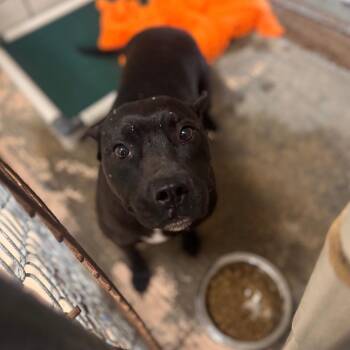 Pit Bull Terrier Dogs Available for Adoption in Starkville, Mississippi - Sassy | PetCurious