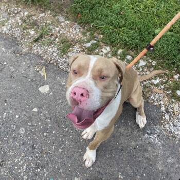 Ronaldo -  Terrier Dog for Adoption in St. Louis, Missouri - Ronaldo | PetCurious