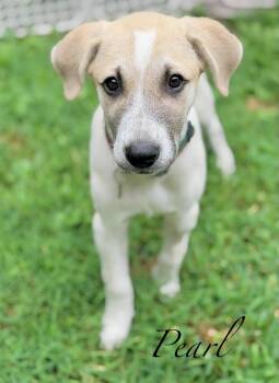 Pearl -  Great Pyrenees Dog for Adoption in Berwick, Maine - Pearl | PetCurious