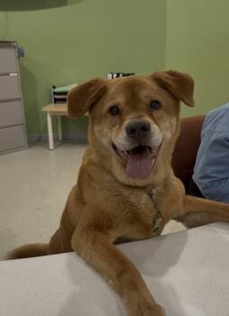 Chow Chow Dogs Available for Adoption - Fuzzington | PetCurious