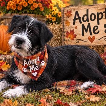 Weslan -  Terrier and Affenpinscher Dog for Adoption in Locust Fork, Alabama - Weslan | PetCurious
