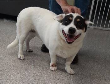 Rescue Corgi and Mixed Breed Dogs for Adoption in Georgetown, Ohio - Gidget | PetCurious