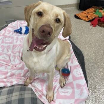 Mavis -  Labrador Retriever Dog for Adoption in Prince Frederick, Maryland - Mavis | PetCurious