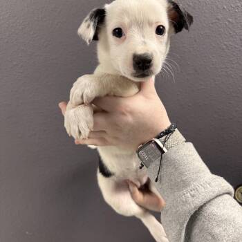 Mixed Breed Dogs Available for Adoption in Las Vegas, Nevada - Toadette | PetCurious