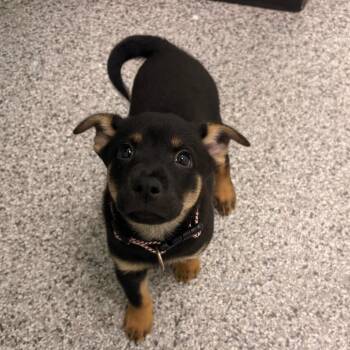 Alaska -  Mixed Breed Dog for Adoption in Clavet, Saskatchewan - Alaska | PetCurious