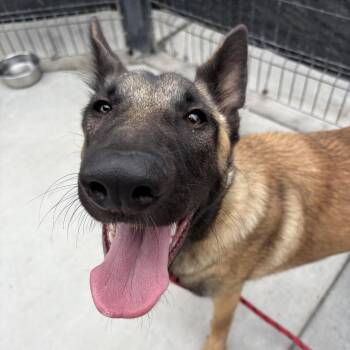 Image -  German Shepherd Dog Dog for Adoption in Long Beach, California - Image | PetCurious