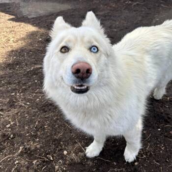 Husky and Mixed Breed Dogs Available for Adoption - Carolina | PetCurious
