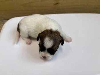 Cash -  Chihuahua and Mixed Breed Dog for Adoption in Warren, Pennsylvania - Cash | PetCurious