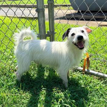 Ricky -  Mixed Breed Dog for Adoption in Brentwood, Missouri - Ricky | PetCurious