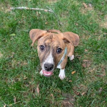 Charlee -  Mixed Breed Dog for Adoption in Yaphank, New York - Charlee | PetCurious