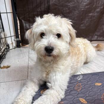 Leo -  Poodle Dog for Adoption in Richmond, Texas - Leo | PetCurious
