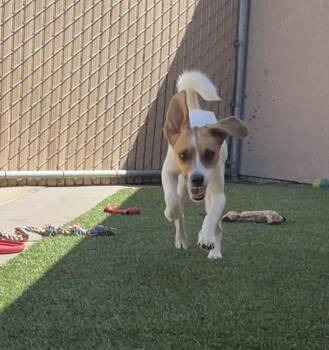 Jacques -  Beagle Dog for Adoption in Las Vegas, Nevada - Jacques | PetCurious