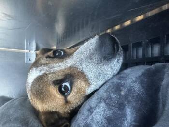 Rescue Australian Shepherd and Mixed Breed Dogs for Adoption in Dallas, Texas - ROVER | PetCurious