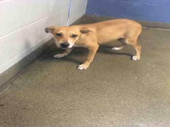 Labrador Retriever Dogs Available for Adoption in Jacksonville, Florida - JULY | PetCurious