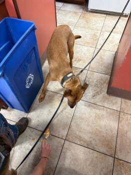 Pretzel -  Mixed Breed Dog for Adoption in Cincinnati, Ohio - Pretzel | PetCurious