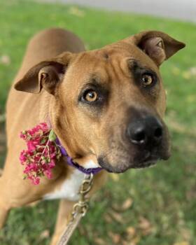 Rescue Pit Bull Terrier and Siberian Husky Dogs for Adoption in Novato, California - Miracle | PetCurious