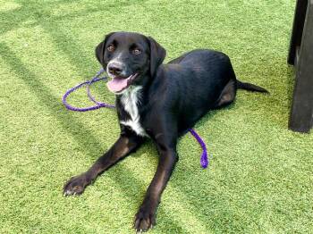 Labrador Retriever and Mixed Breed Dogs Available for Adoption in Tustin, California - TILLY | PetCurious