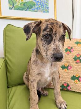 Damian Dapple Dream -  Catahoula Leopard Dog and Labrador Retriever Dog for Adoption in Friendswood, Texas - Damian Dapple Dream | PetCurious