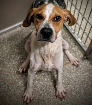 PATTY -  Treeing Walker Coonhound Dog for Adoption in Clyde, North Carolina - PATTY | PetCurious