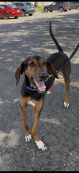 Bowser -  Pointer Dog for Adoption in Wantagh, New York - Bowser | PetCurious