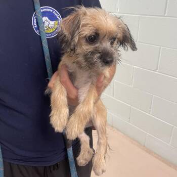 Parry The Platypus -  Mixed Breed Dog for Adoption in Newark, New Jersey - Parry The Platypus | PetCurious