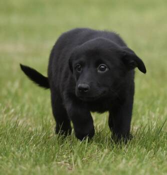 Labrador Retriever and Border Collie Dogs Available for Adoption in Mechanicsburg, Pennsylvania - SEDONA | PetCurious