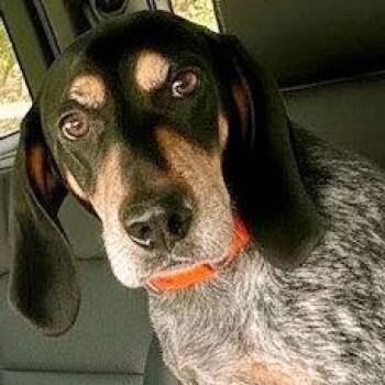 Bluetick Coonhound Dogs Available for Adoption - Dylan (FL) | PetCurious