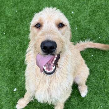 Standard Poodle and Golden Retriever Dogs Available for Adoption in Lakewood Ranch, Florida - Bahama | PetCurious