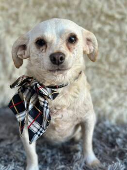 Chihuahua Dogs Available for Adoption - Luna | PetCurious