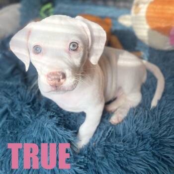 Terrier and Mixed Breed Dogs Available for Adoption - TRUE | PetCurious