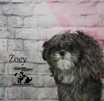 Shih Tzu Dogs Available for Adoption - Zoey | PetCurious