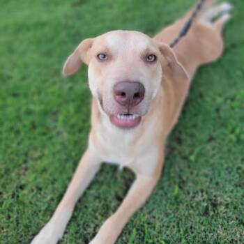 Wallace -  Golden Retriever and Labrador Retriever Dog for Adoption in Oklahoma City, Oklahoma - Wallace | PetCurious