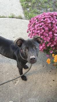 CC -  Australian Shepherd and Great Pyrenees Dog for Adoption in Alma, Michigan - CC | PetCurious