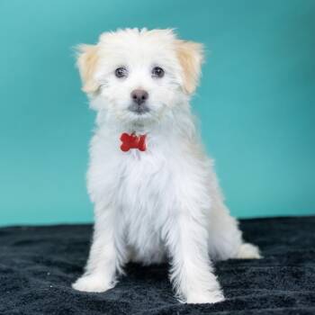 Terrier Dogs Available for Adoption in Portland, Oregon - Fifi | PetCurious