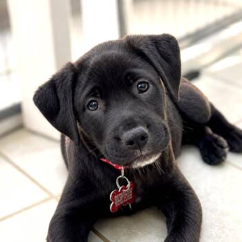 Topeka -  Black Labrador Retriever and Retriever Dog for Adoption in Boerne, Texas - Topeka | PetCurious