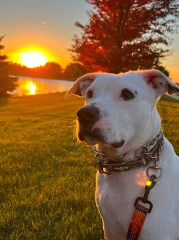 Bear -  Pit Bull Terrier Dog for Adoption in San Antonio, Texas - Bear | PetCurious