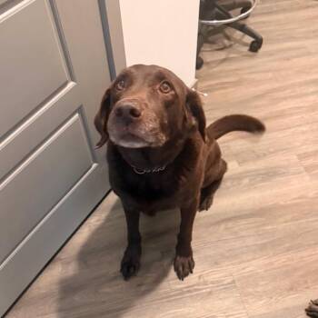 MAX not Smokey -  Chocolate Labrador Retriever Dog for Adoption in Enterprise, Alabama - MAX Not Smokey | PetCurious
