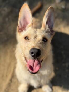 Pinky-One of our Amazing Rescue Dogs -  Dachshund and Border Terrier Dog for Adoption in Carlsbad, California - Pinky-One Of Our Amazing Rescue Dogs | PetCurious