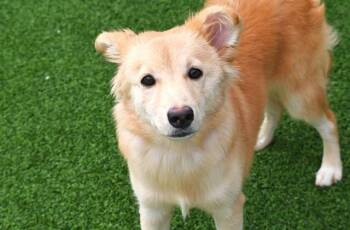 Golden Retriever and Mixed Breed Dogs Available for Adoption in Fort Lauderdale, Florida - ROMA | PetCurious