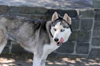 Siberian Husky Dogs Available for Adoption in Walnut Creek, California - Mishka | PetCurious