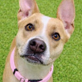 Terrier Dogs Available for Adoption in Battle Creek, Michigan - Amber | PetCurious