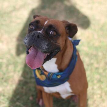 DALLAS -  Boxer Dog for Adoption in San Antonio, Texas - DALLAS | PetCurious