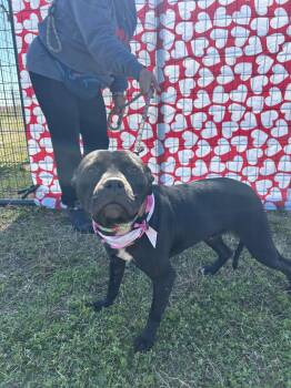 Rosalyn - sweetest girl -  American Staffordshire Terrier Dog for Adoption in Ocean Township, New Jersey - Rosalyn - Sweetest Girl | PetCurious