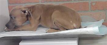 A2096185 -  Staffordshire Bull Terrier and Mixed Breed Dog for Adoption in Houston, Texas - A2096185 | PetCurious