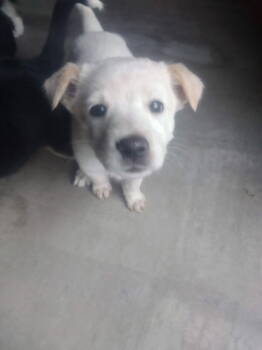 Rescue Australian Cattle Dog Blue Heeler Dogs for Adoption in Williamsburg, New Mexico - Dreama | PetCurious