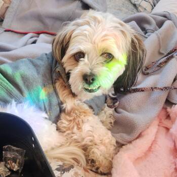 Shih Tzu Dogs Available for Adoption in Layton, Utah - Louie | PetCurious