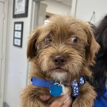 Rescue Brussels Griffon Dogs for Adoption in Tulsa, Oklahoma - Perkins | PetCurious
