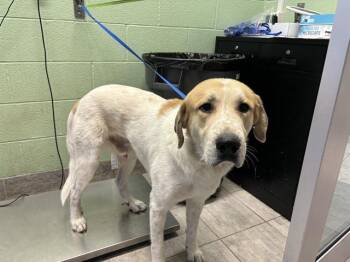 Rescue Great Pyrenees and Mixed Breed Dogs for Adoption in Grand Prairie, Texas - PUMPKIN SPICE | PetCurious