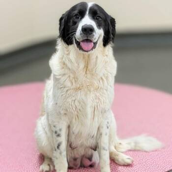 Great Pyrenees and Mixed Breed Dogs Available for Adoption in Griswold, Connecticut - Ms. Frizzle | PetCurious